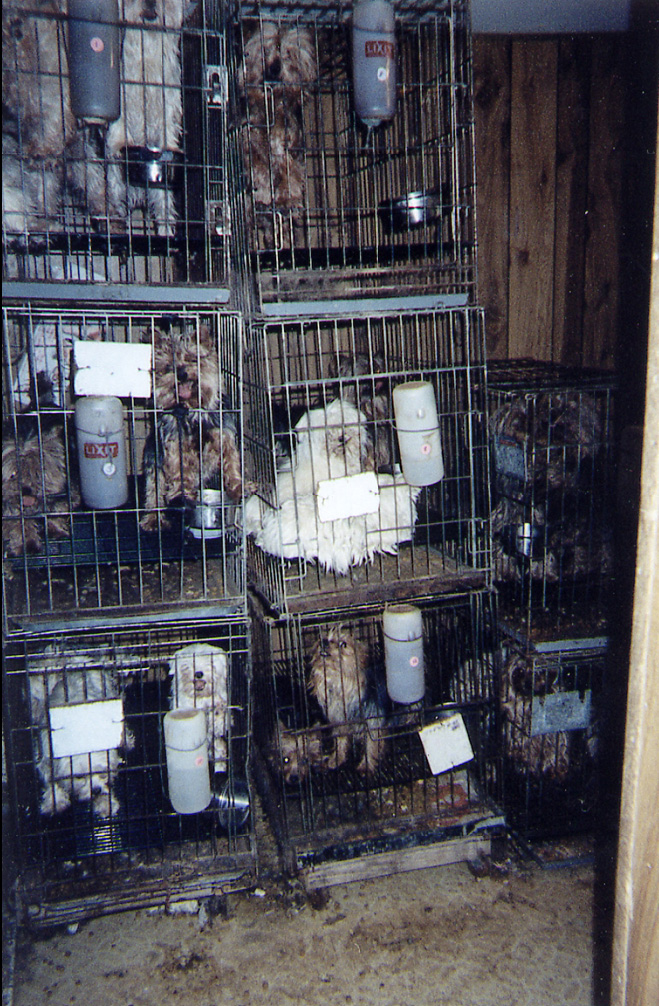 Nebraska puppy mill photo